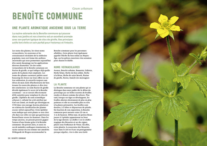 Pouvoirs & bienfaits des racines des plantes sauvages et potagères