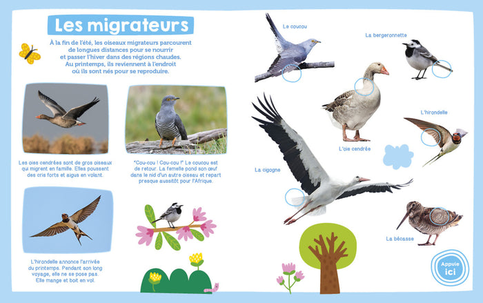 Oiseaux