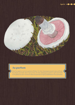 Comment trouver des champignons ?