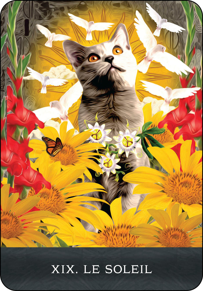 Coffret Le Tarot des chats mystérieux