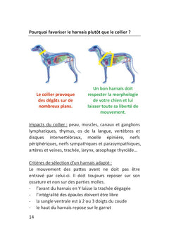 Démarrez de la bonne patte !