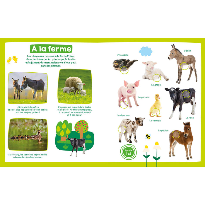 Mon imagier sonore - bébés animaux
