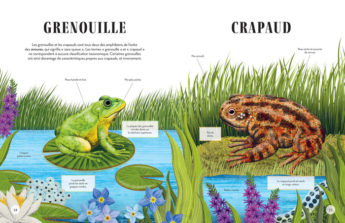 Qui est qui ? - Différencie les animaux qui se ressemblent