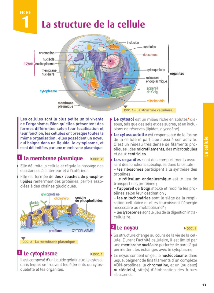 Guide d'anatomie et de physiologie