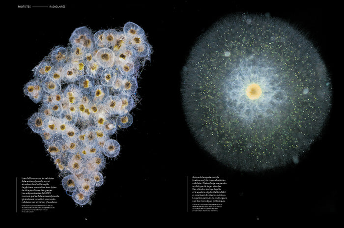 Plancton - Aux origines du vivant