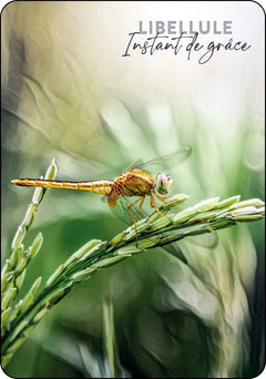 L'oracle du peuple des sages