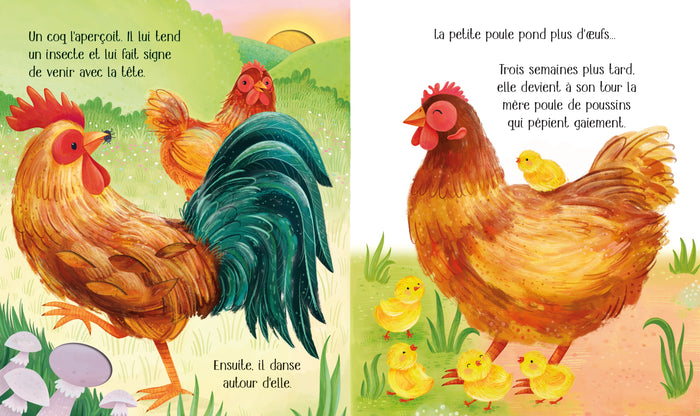Le poussin - Le cycle de la vie