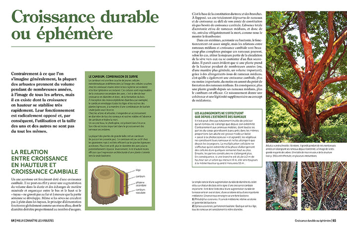 La taille raisonnée des arbustes