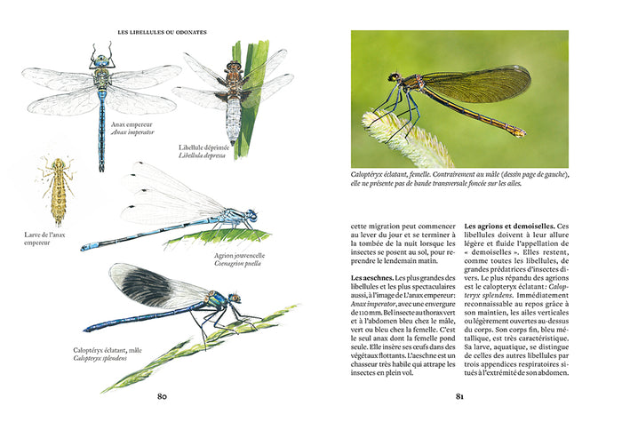 Créer une mare, un point d'eau, une baignade naturelle