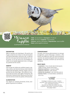 Comme un oiseau