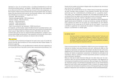 Spirothérapie - Des pranayamas aux pratiques modernes, plus de 50 techniques de respiration