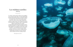 Le monde étrange et fascinant des méduses