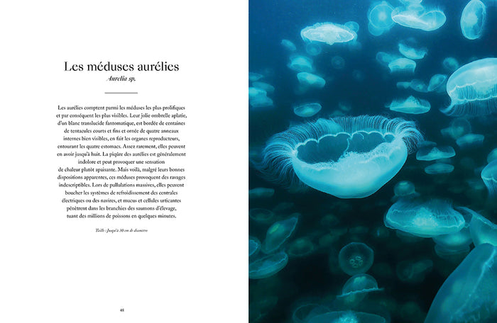 Le monde étrange et fascinant des méduses