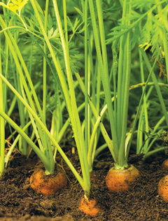 Le potager abondant - Méthode pour cultiver mieux et récolter plus