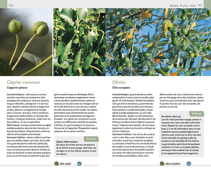 Plantes sauvages comestibles et toxiques