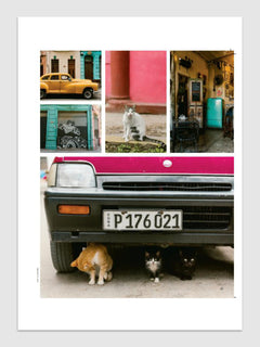 Les chats du monde