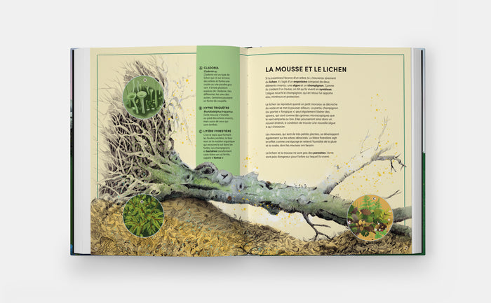 Quand un arbre tombe