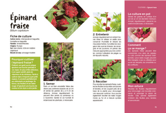 Un potager pas comme les autres