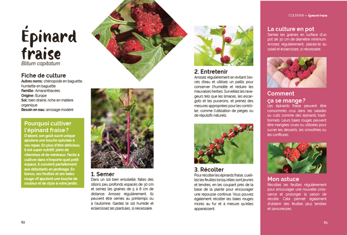 Un potager pas comme les autres