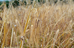 Cultiver les céréales