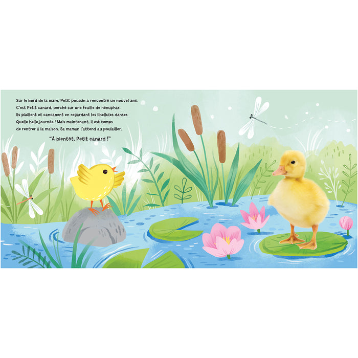 Petit poussin cherche sa maman