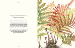 Fougères - Une leçon d'adaptation