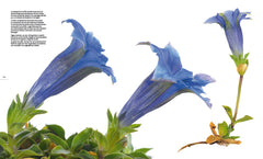 Les fleurs amoureuses