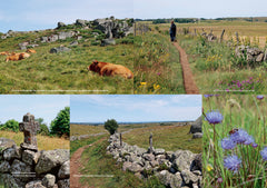 Célébrer la nature sur le Chemin de Compostelle