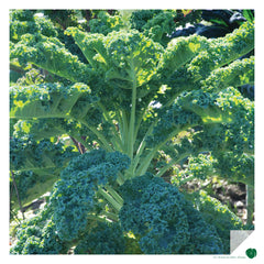 Un potager très choux(x): Cabus, kales, brocolis, pe-tsai ...