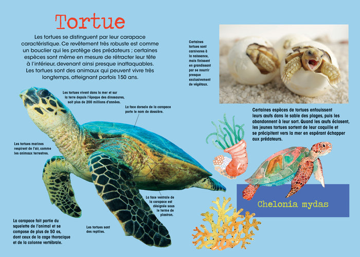 Construis en 3D - Papillons