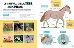 Ludoc - Découvrir et collectionner - Les chevaux