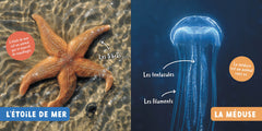 MON PREMIER DOC PHOTO - LES ANIMAUX DE LA MER