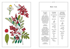 La baie rose en parfumerie