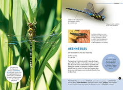 Quel est cet insecte ?