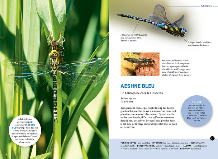 Quel est cet insecte ?