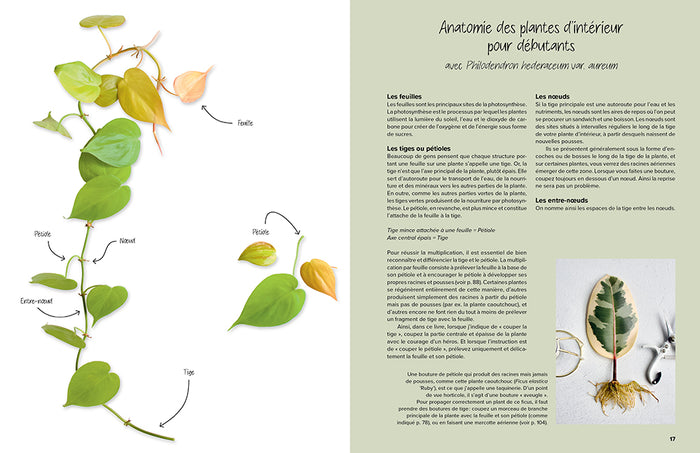 Le guide de la multiplication des plantes d'intérieur