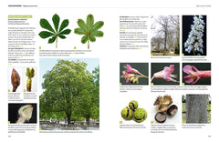 Dictionnaire visuel des arbres et arbustes communs