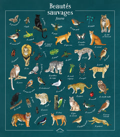 Beautés sauvages faune