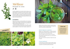 Plantes sauvages médicinales