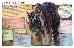 Les félins - 100 infos à connaître