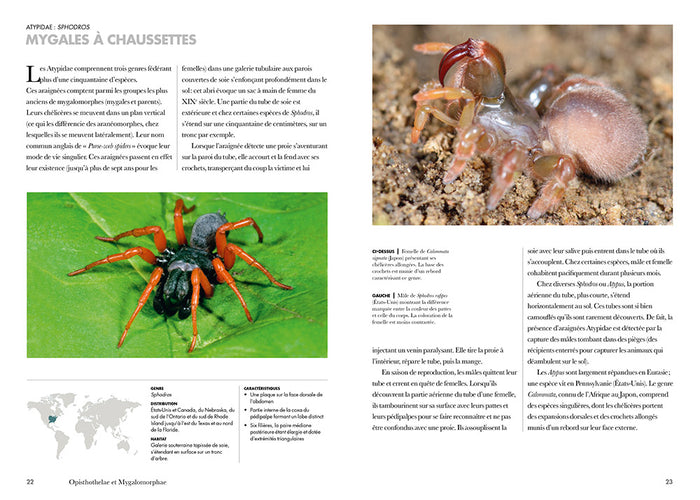 Les araignées du monde