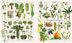 Encyclopedia - Tout comprendre en 150 planches illustrées