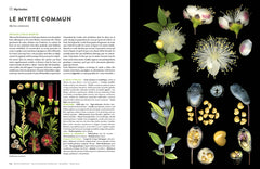 Encyclopédie des plantes libres - Toutes les familles de plantes à fleurs sauvages d'Europe