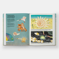 La vie secrète des coquillages