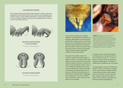 Les araignées du monde