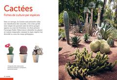 Cactées et succulentes - Comment les cultiver et les entretenir facilement