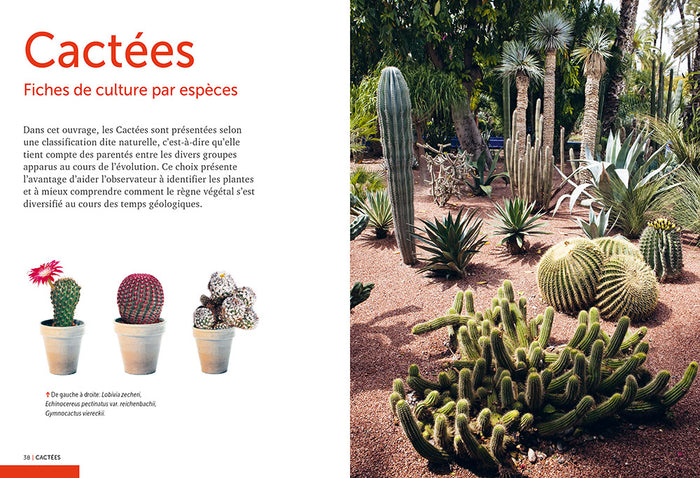 Cactées et succulentes - Comment les cultiver et les entretenir facilement