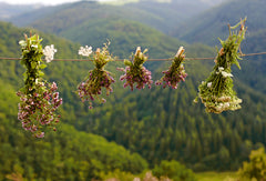La pharmacie naturelle - Avec des plantes médicinales sauvages et du jardin