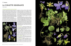 Encyclopédie des plantes libres - Toutes les familles de plantes à fleurs sauvages d'Europe