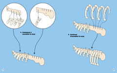 Requin - Construis ton requin géant en 3D